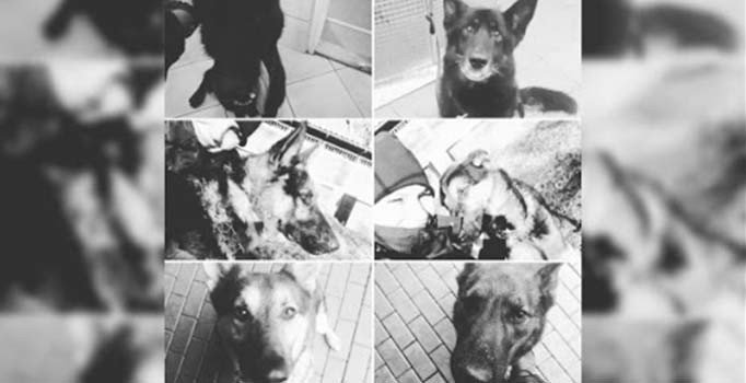 Polonya’da 6 polis köpeği kaynar suyla haşlanarak öldü