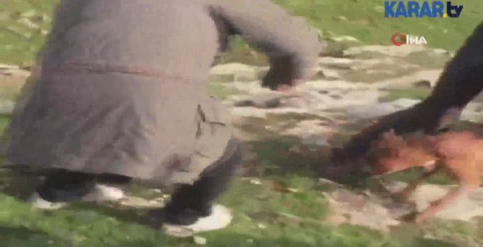 Soyu tükenen kirpiyi katlettiler