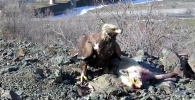 Kartalın tilki avı kamerada