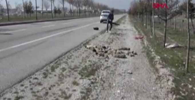 Konya'da köpek katliamı