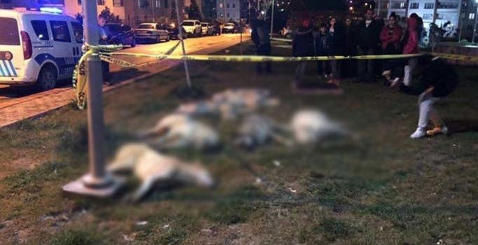 Ankara'da 13 köpek zehirlenerek öldürüldü