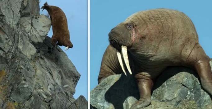 Küresel ısınmanın can sıkan görüntüleri