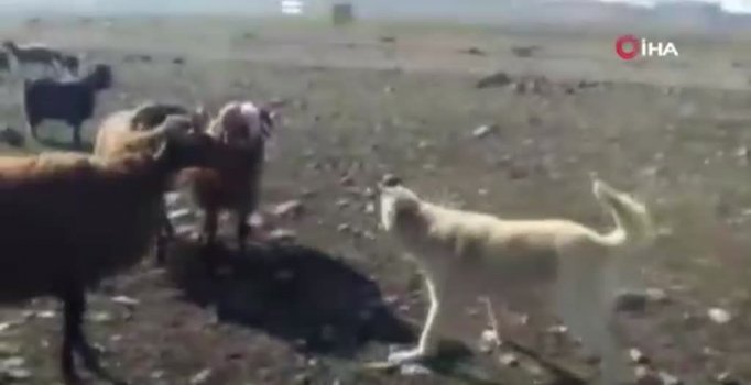 Koçların kavgasını çoban köpekleri ayırdı
