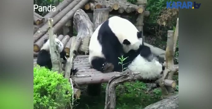 Anne pandanın kanı kaynayınca...