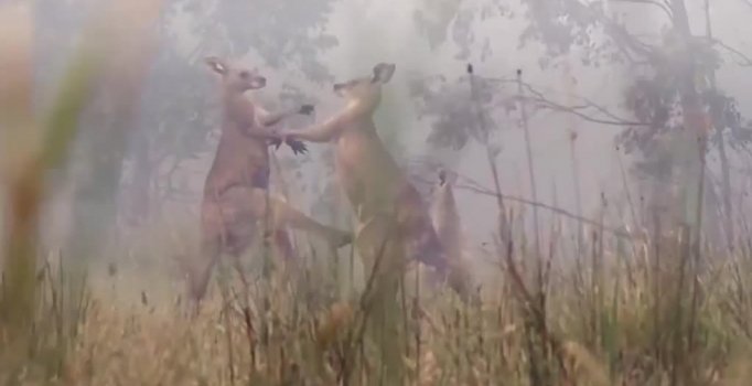 Başakşehir, Aziz Behich'i bu videoyla açıkladı