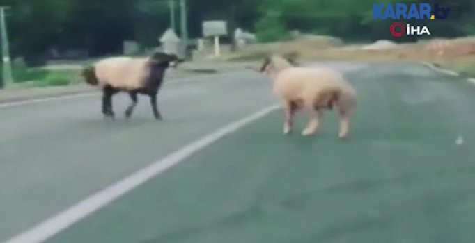 Koçların kafa kafaya kavgası