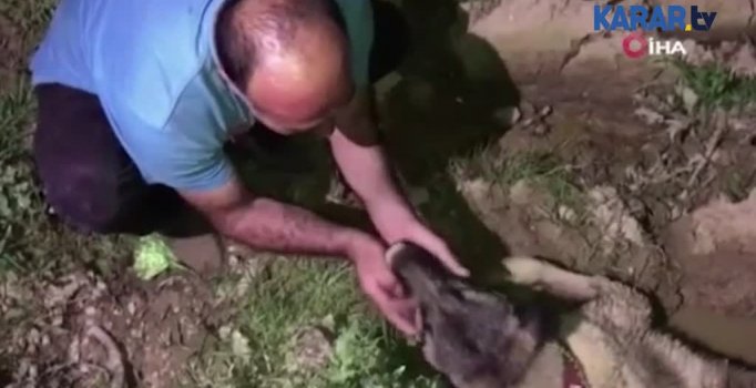 Köpeğine araba çarpınca göz yaşlarına boğuldu