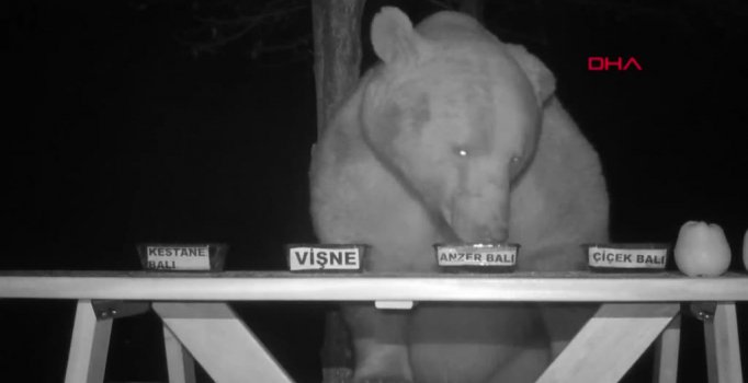 Kovanlara musallat olan ayının tercihi Anzer balı oldu