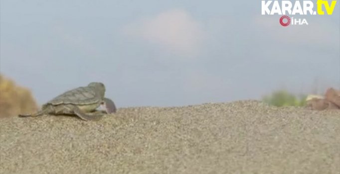 Caretta yavruları denize böyle kavuştu