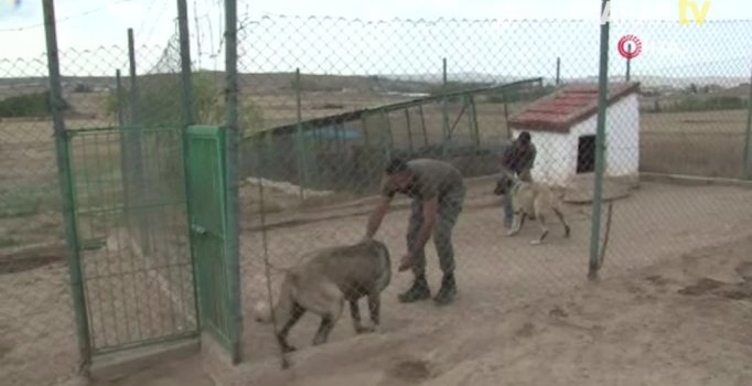 Bu kangal 300 bin lira değerinde