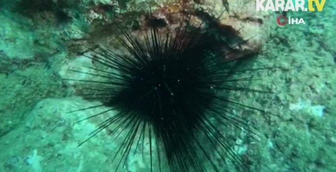 Kızıldeniz'den gelen 'zehirli deniz kestanesi