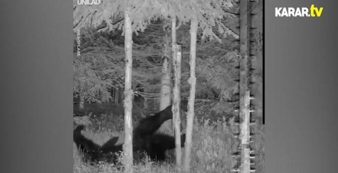 Ayının kaşıntı dansı