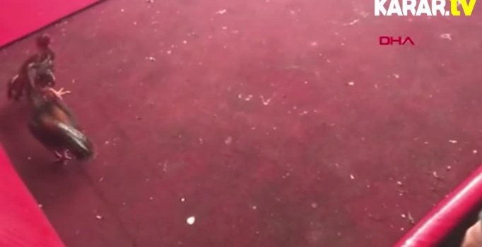 Kanatlı hayvanları koruma derneğinde horoz dövüşü