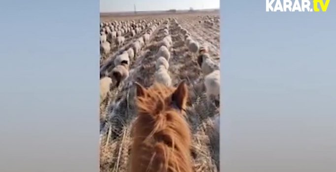 Koyunlara askeri düzenle yürümeyi öğreten çoban