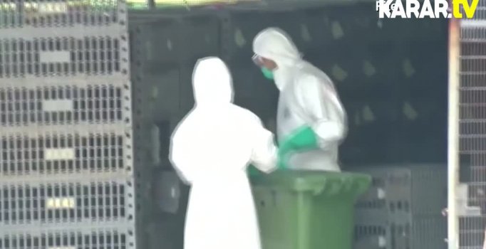 Çin'de yeni belanın adı: 'Kuş Gribi'