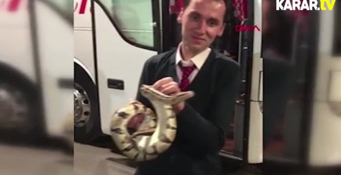 Otobüste piton paniği