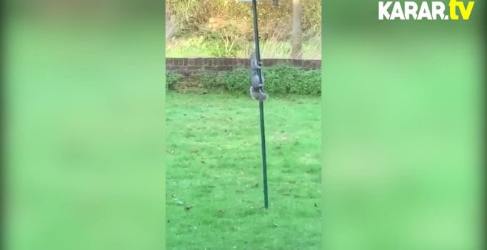 Yem hırsızı sincap gafil avlandı