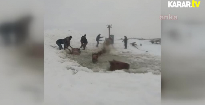 Kırılan buzun üstündeki atlar suya düştü