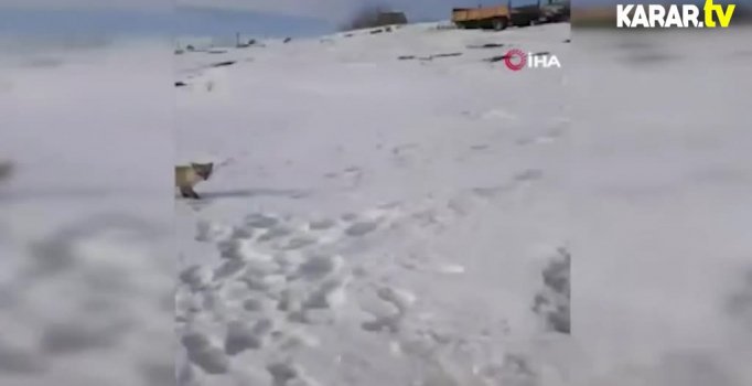 Tavuklarına saldıran tilkiye dakikalarca öğüt verdi