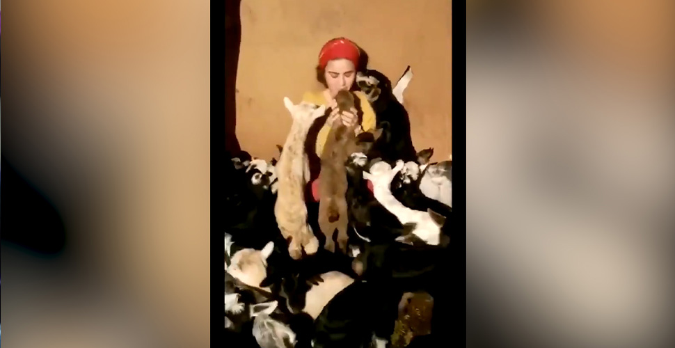 Genç kadına keçilerden sevgi seli