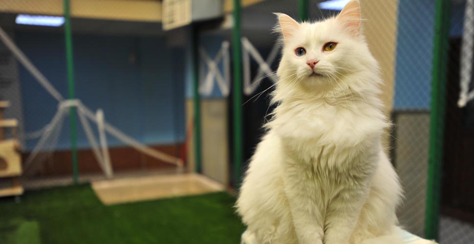 Van Kedi Villası, koronavirüs önlemleri kapsamında ziyarete kapandı