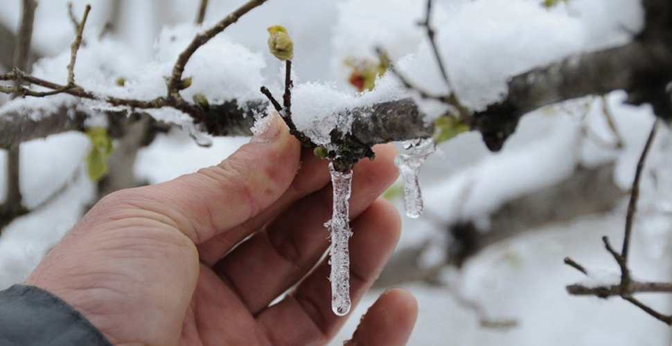 Fındıkta korkulan oldu