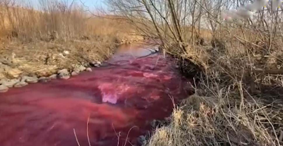 Kanada'da Mississauga kentindeki nehir kırmızıya büründü