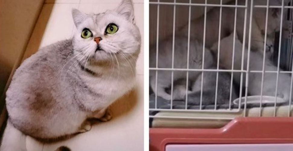 Kahraman kedi Lele! 54 gün karantinada yalnız kaldı, 4 yavru dünyaya