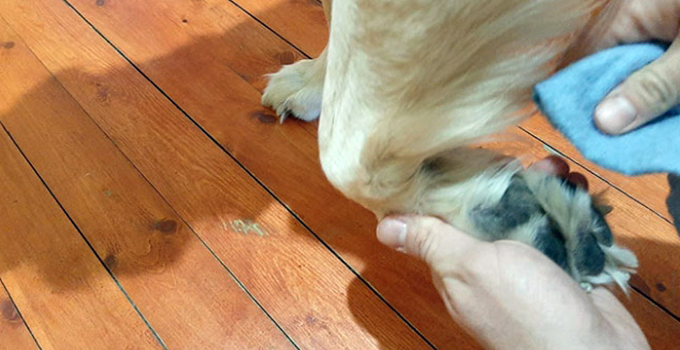 Evcil hayvanların patileri kimyasal ürünlerle temizlenmemeli