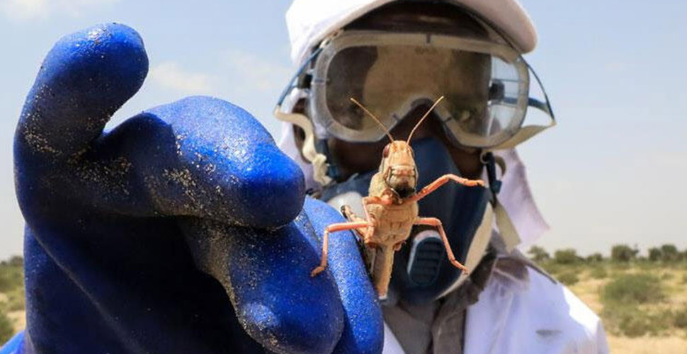 Kenya’yı çöl çekirgeleri tehdit ediyor