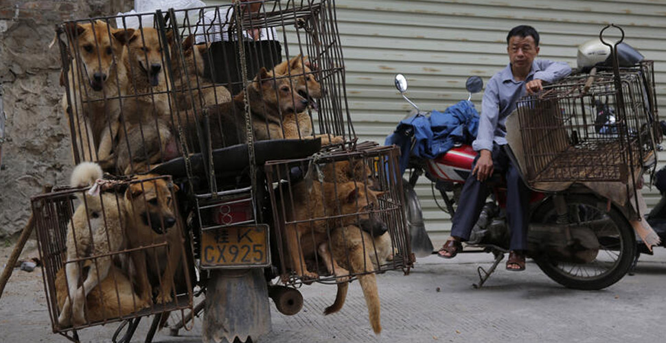 Çin'de köpek eti yemek yasaklanabilir! Evcil hayvan statüsüne geçirilecek