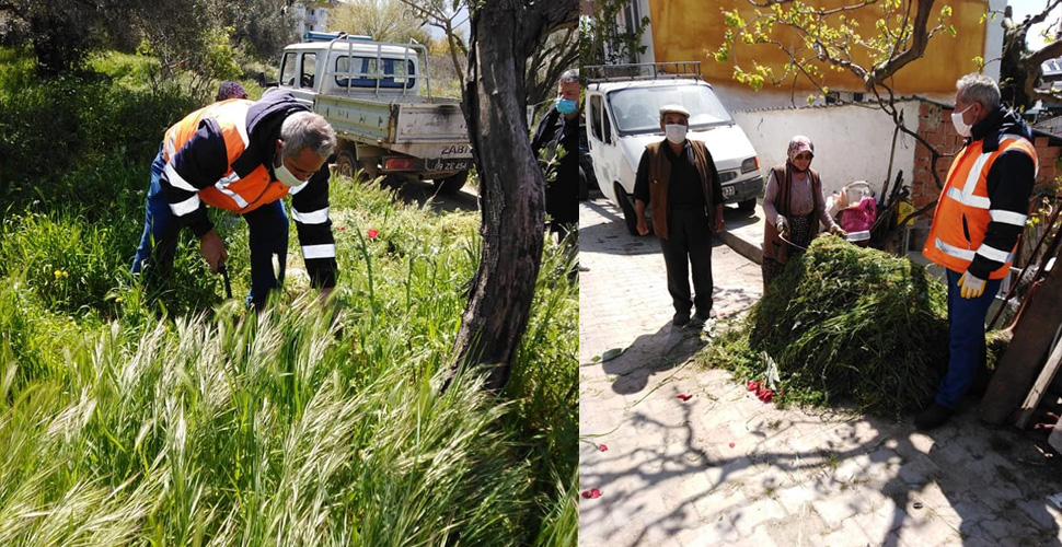 Vatandaş evden çıkamayınca, ineklerin otunu zabıta biçip getirdi