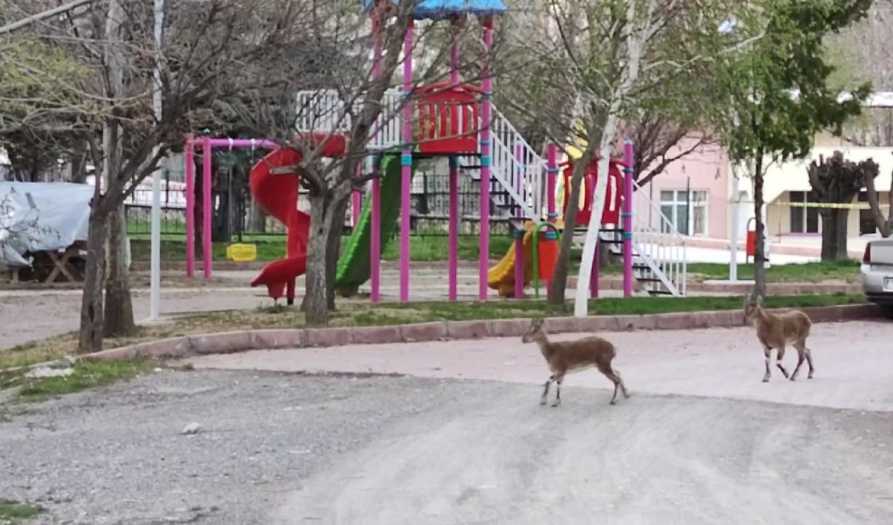 Karantina sonrası Tunceli sokakları yaban keçilerine kaldı
