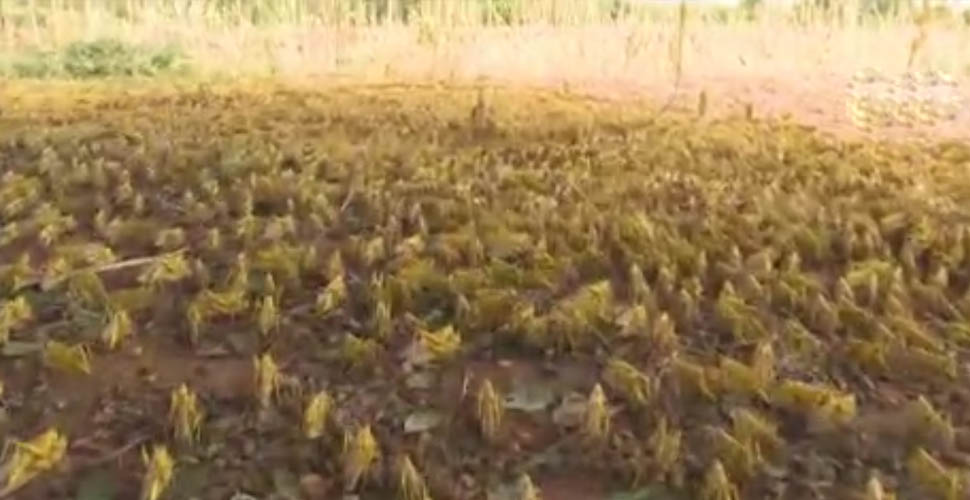 Çöl çekirgeleri Afrika'yı ikinci kez istila edecek