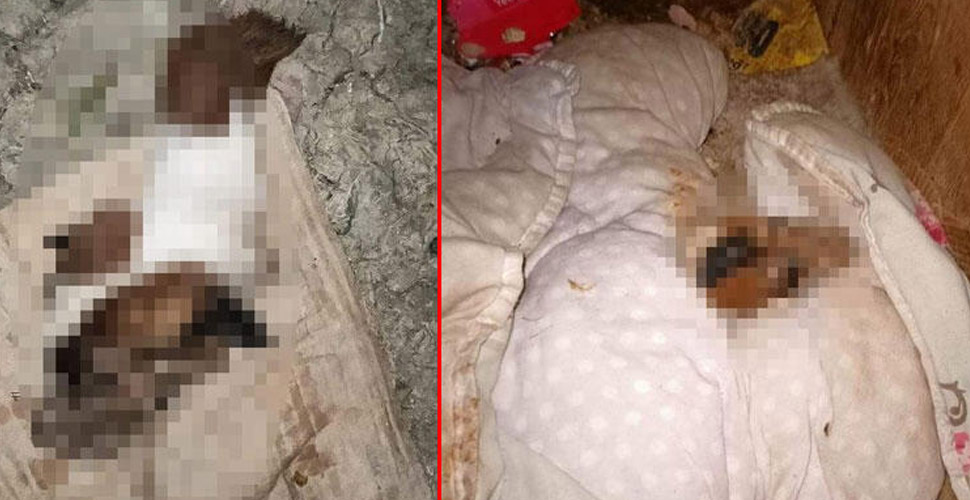 Esenyurt�ta başı ve patileri kesilmiş yavru köpek cesedi bulundu