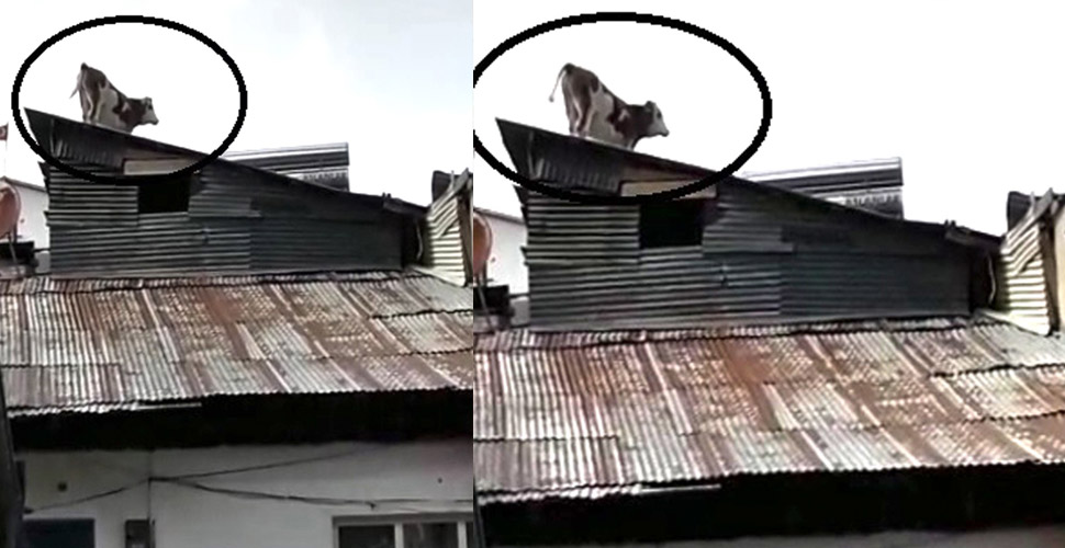 Çatıya çıkan inek ev ev gezdi
