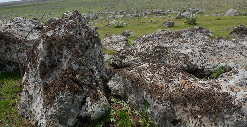 Şanlıurfa'nın Siverek ilçesinde binlerce çekirge görüldü