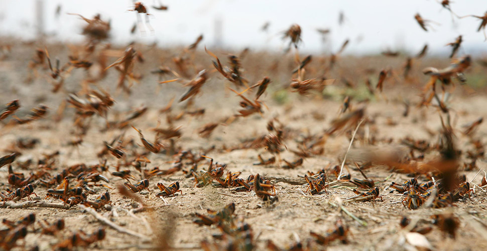 İran'ın Güney Horasan eyaletinde bir ilçe çekirge istilasına uğradı