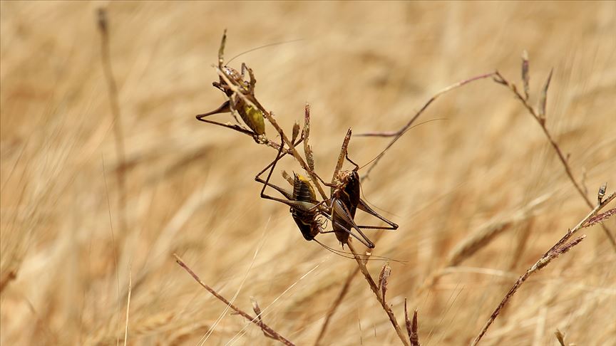 Çekirgeler İran'ı kuşattı, 6 eyaleti daha istila ettiler