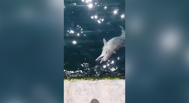 Karaköy'de yunus balıkları kıyıya kadar geldi