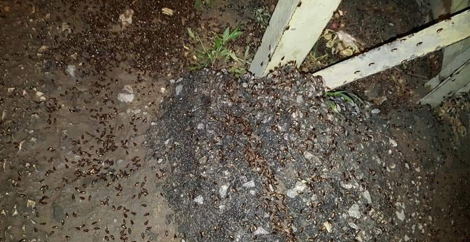 Lübnan'da çekirge ve hamam böceği paniği