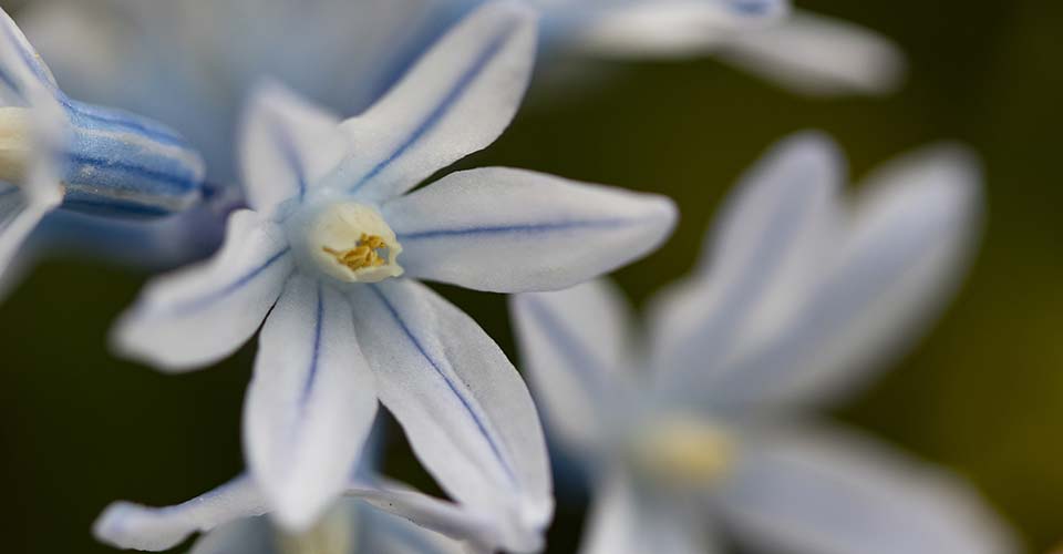 Aras Dağları'na kar sümbülleri kondu