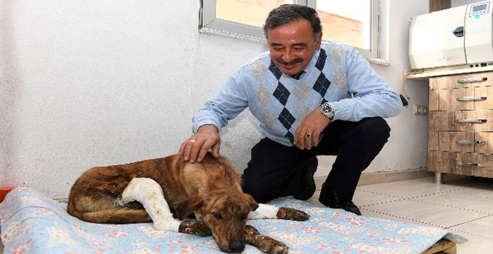 Mersin�de iki bacağı kırık halde bulunan köpeğe tedavi