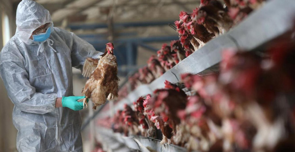 Irak'ta kuş gribi nedeniyle 95 bin tavuk itlaf edildi