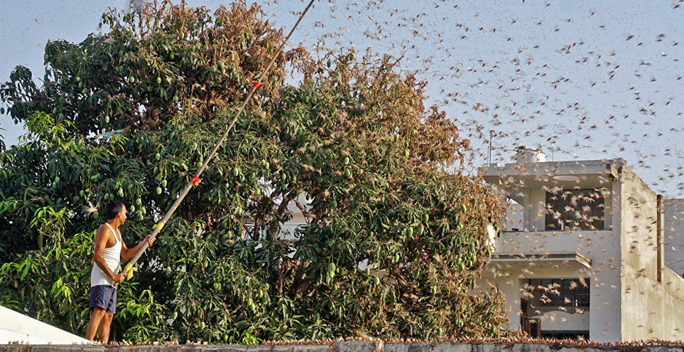 Hindistan'da çekirge istilasına yetkililerden ilginç çözüm: Gürültü yapın belki geçip giderler