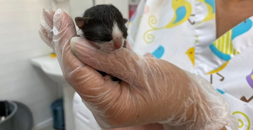 Adana�da 10 gram doğan yavru kedi �Mucize� hayata tutundu