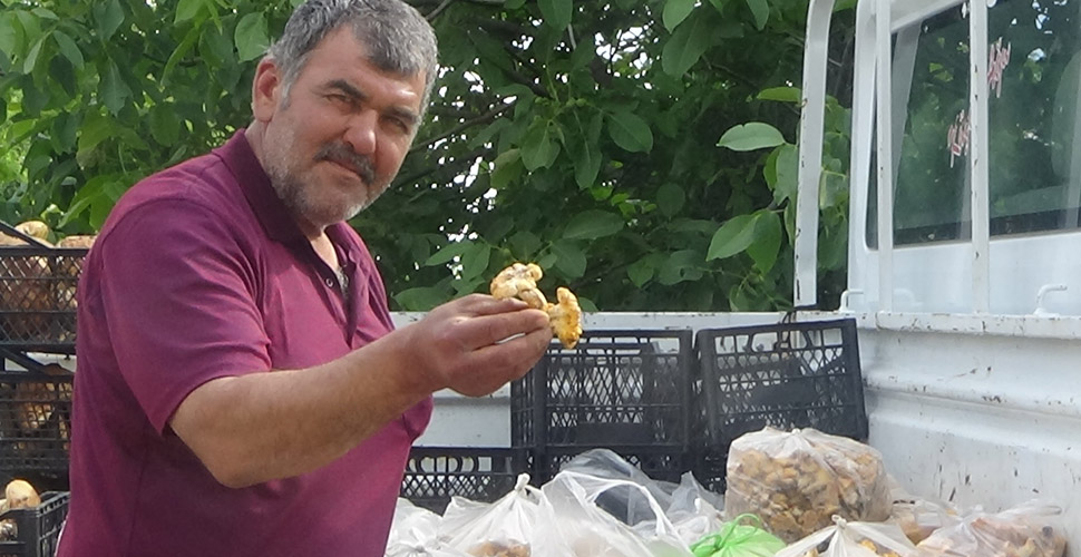 Kaz Dağları'nın 'altın mantarı' kapış kapış gidiyor