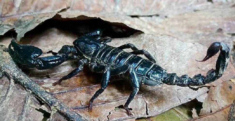 Akrep türlerinin doğadan yakalanmasına ilişkin usuller düzenlendi