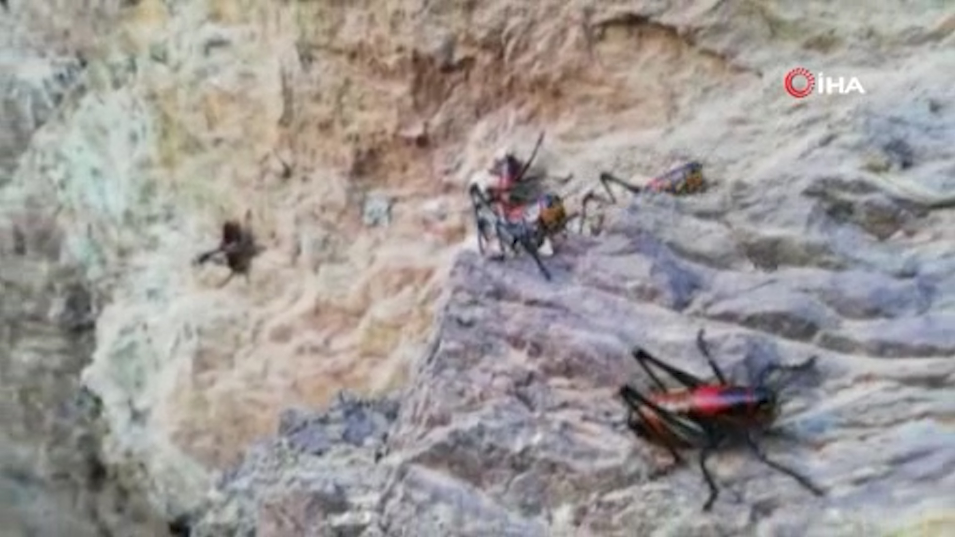 Şemdinli'de görülen etçil ve otçul çekirgeler üreticileri endişelendirdi