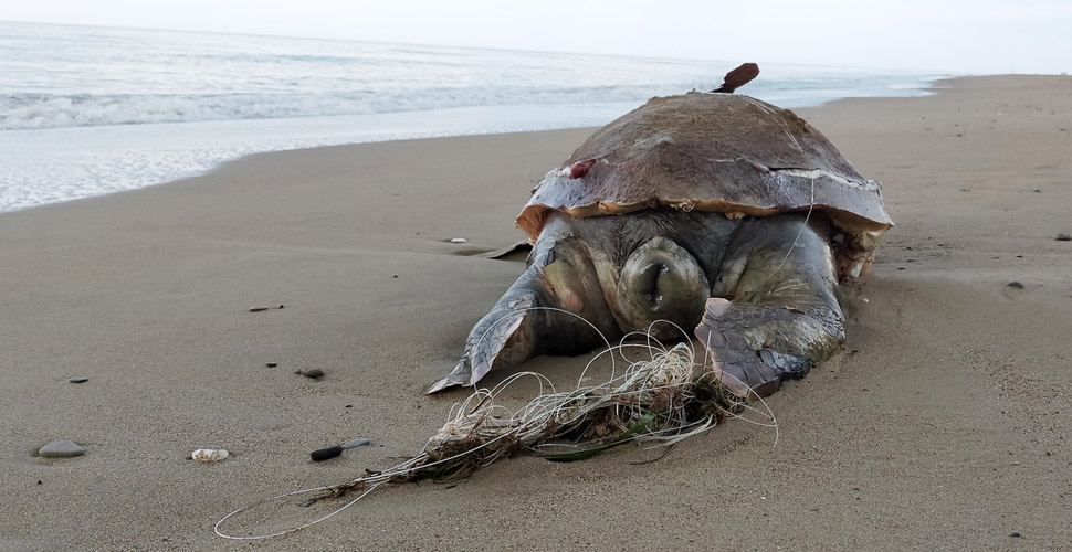 Caretta carettalar için ölümcül tehlike: Hayalet ağlar